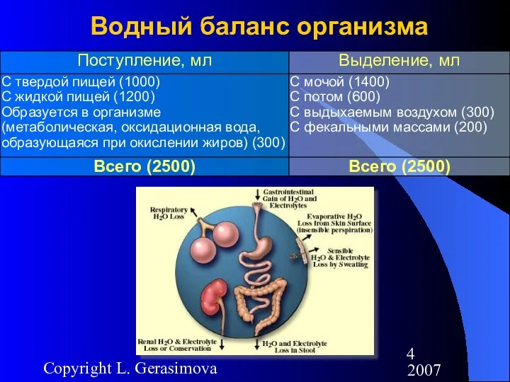 2007 Copyright L. Gerasimova Водный баланс организма