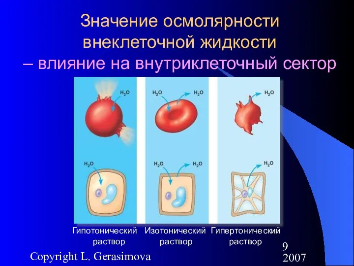 2007 Copyright L. Gerasimova Значение осмолярности внеклеточной жидкости – влияние на