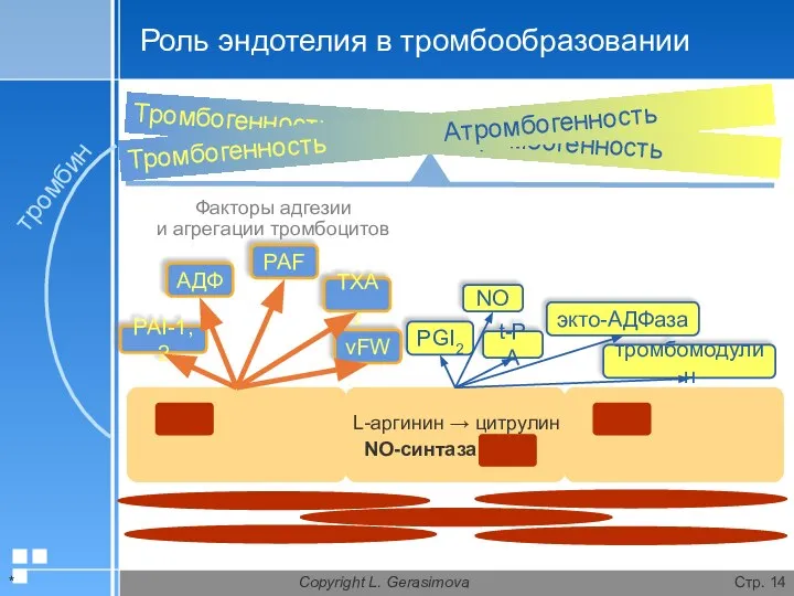 * Copyright L. Gerasimova Стр. Роль эндотелия в тромбообразовании NO-синтаза L-аргинин