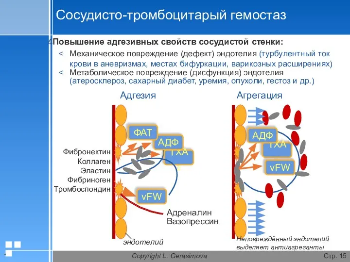 * Copyright L. Gerasimova Стр. Сосудисто-тромбоцитарый гемостаз Повышение адгезивных свойств сосудистой