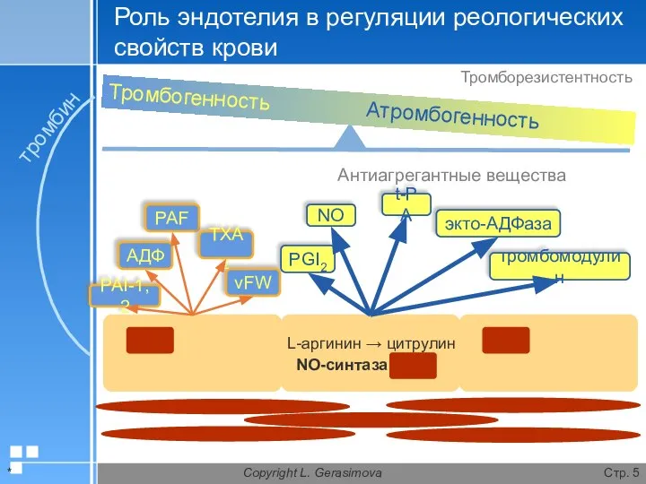 * Copyright L. Gerasimova Стр. Роль эндотелия в регуляции реологических свойств