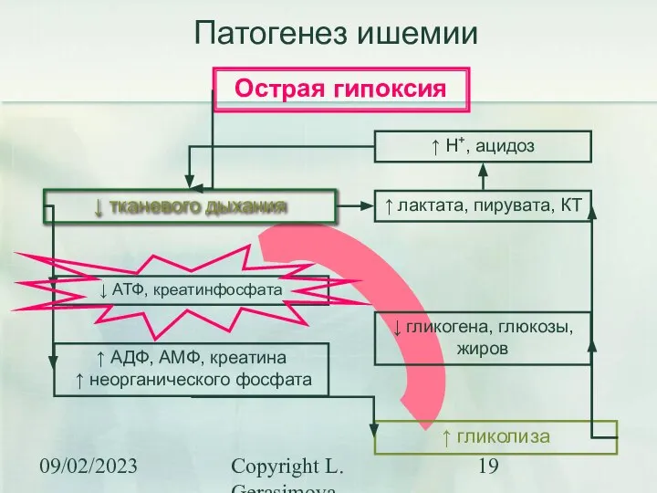 09/02/2023 Copyright L. Gerasimova Острая гипоксия ↓ АТФ, креатинфосфата ↑ АДФ,