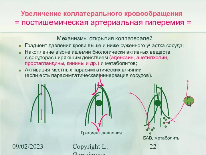 09/02/2023 Copyright L. Gerasimova Увеличение коллатерального кровообращения = постишемическая артериальная гиперемия