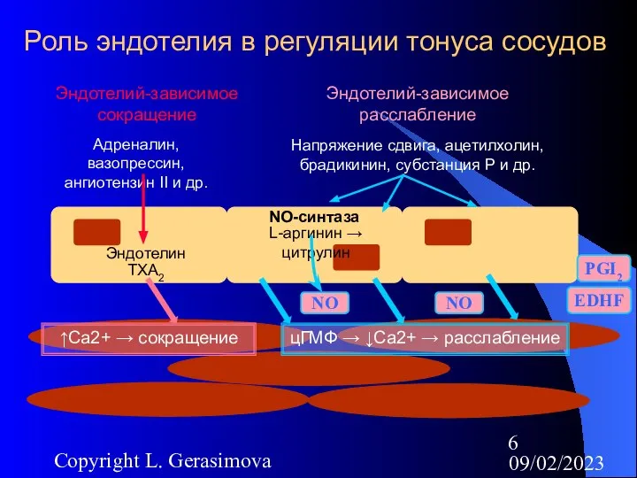 09/02/2023 Copyright L. Gerasimova Роль эндотелия в регуляции тонуса сосудов Эндотелий-зависимое