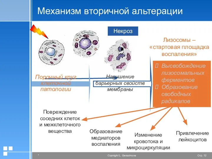 Механизм вторичной альтерации Некроз Повреждение соседних клеток и межклеточного вещества Привлечение