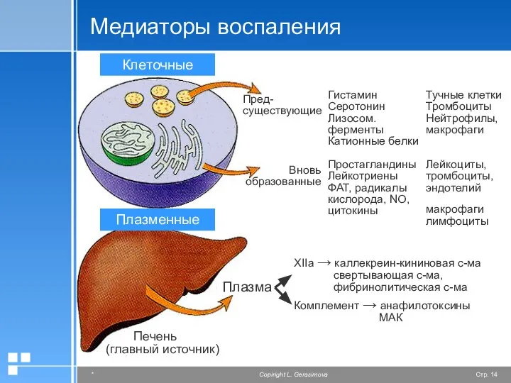 Медиаторы воспаления Пред-существующие Гистамин Серотонин Лизосом. ферменты Катионные белки Простагландины Лейкотриены