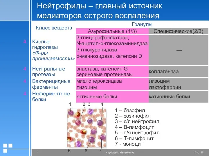 Нейтрофилы – главный источник медиаторов острого воспаления 1 – базофил 2