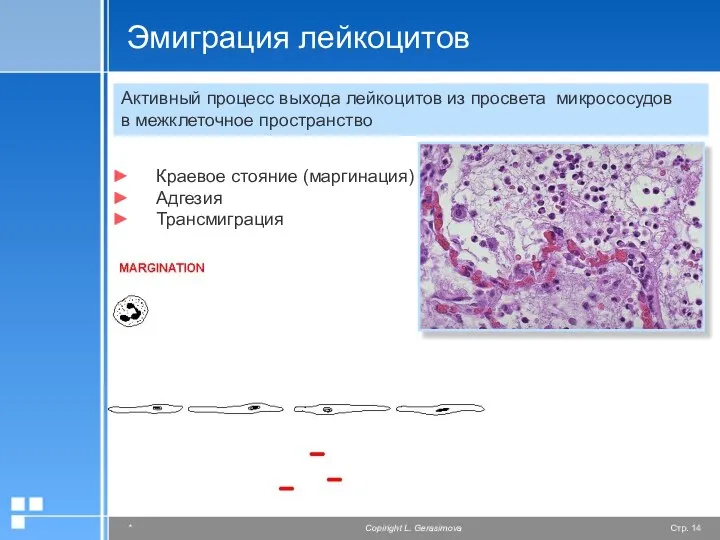 Эмиграция лейкоцитов Активный процесс выхода лейкоцитов из просвета микрососудов в межклеточное