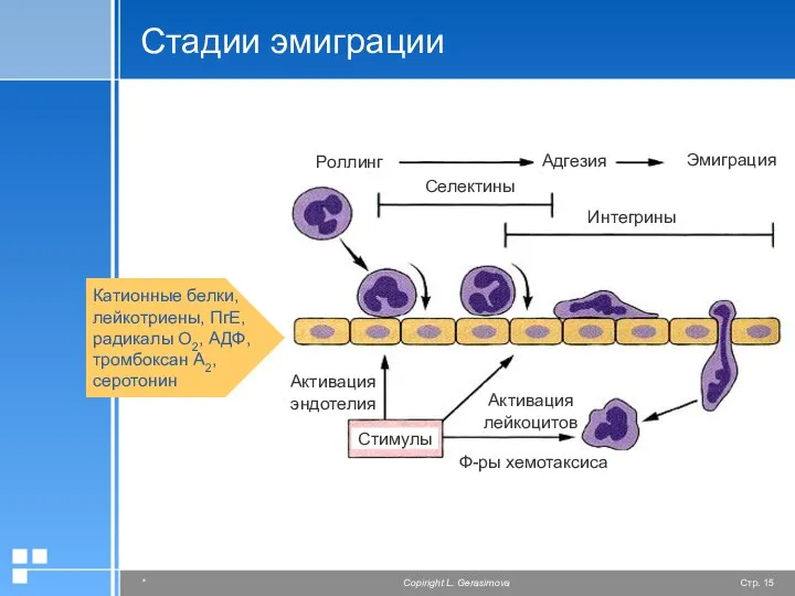 Стадии эмиграции