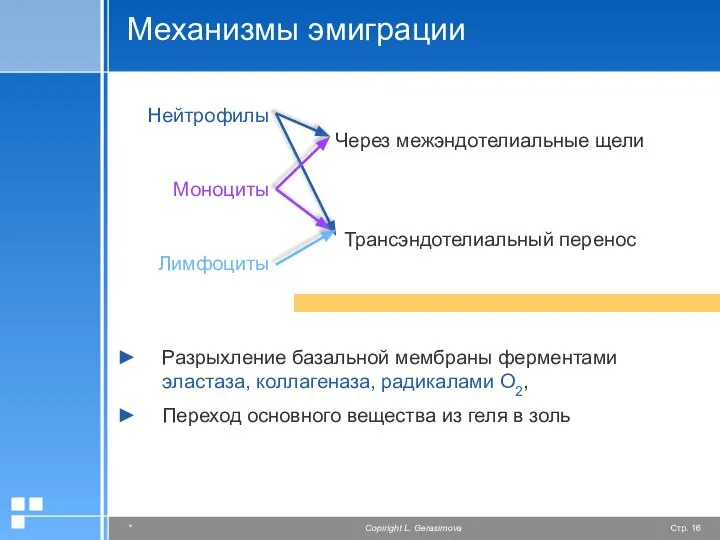 Механизмы эмиграции Разрыхление базальной мембраны ферментами эластаза, коллагеназа, радикалами О2, Переход