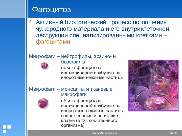 Фагоцитоз Микрофаги – нейтрофилы, эозино- и базофилы объект фагоцитоза – инфекционный