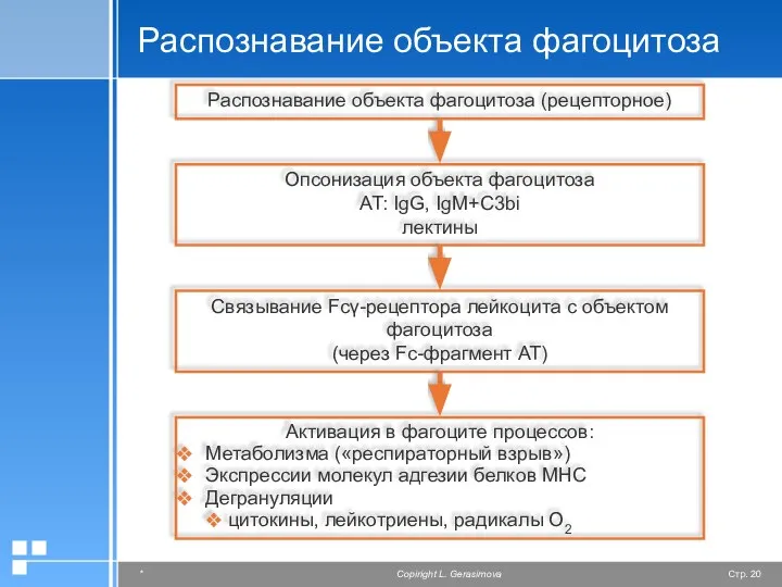 Распознавание объекта фагоцитоза Распознавание объекта фагоцитоза (рецепторное) Опсонизация объекта фагоцитоза АТ: