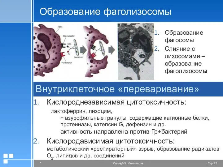 Образование фаголизосомы Образование фагосомы Слияние с лизосомами – образование фаголизосомы Внутриклеточное