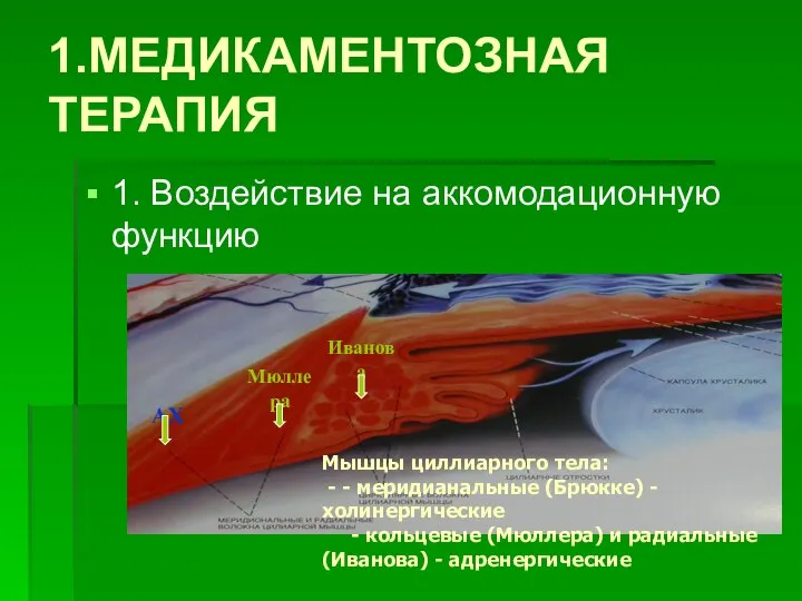 1.МЕДИКАМЕНТОЗНАЯ ТЕРАПИЯ 1. Воздействие на аккомодационную функцию Мышцы циллиарного тела: -