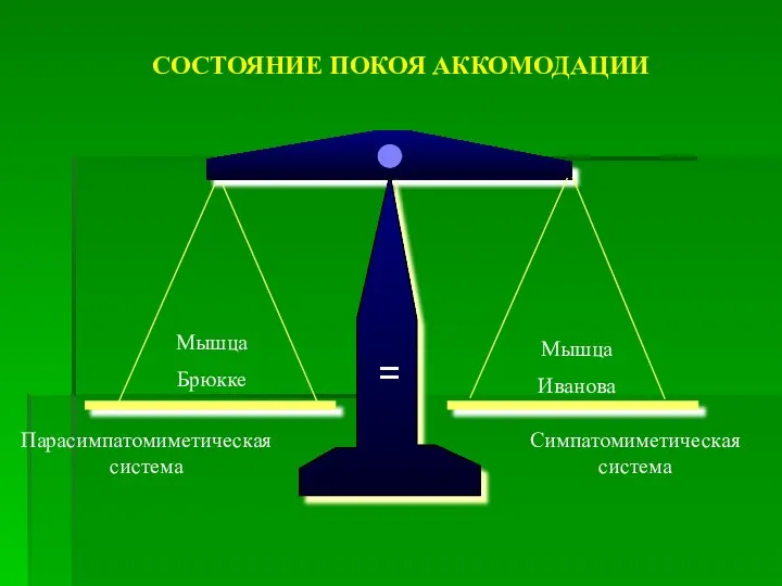 = СОСТОЯНИЕ ПОКОЯ АККОМОДАЦИИ Мышца Брюкке Мышца Иванова Парасимпатомиметическая система Симпатомиметическая система