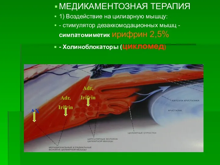 МЕДИКАМЕНТОЗНАЯ ТЕРАПИЯ 1) Воздействие на цилиарную мышцу: - стимулятор дезаккомодационных мышц