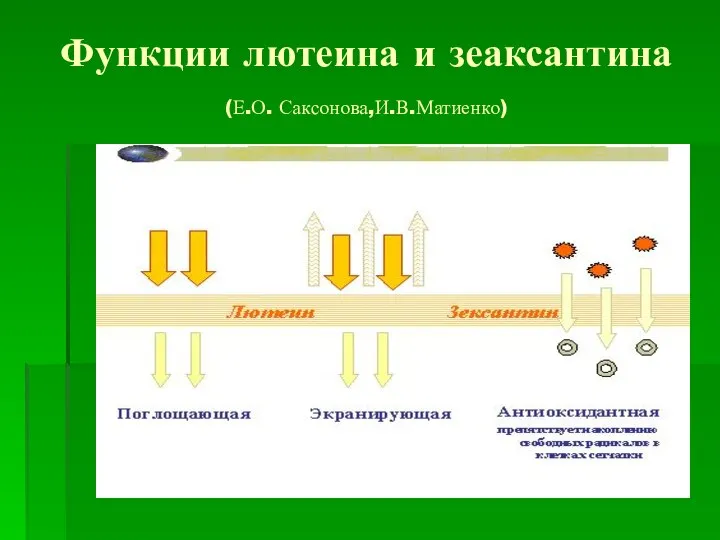 Функции лютеина и зеаксантина (Е.О. Саксонова,И.В.Матиенко)