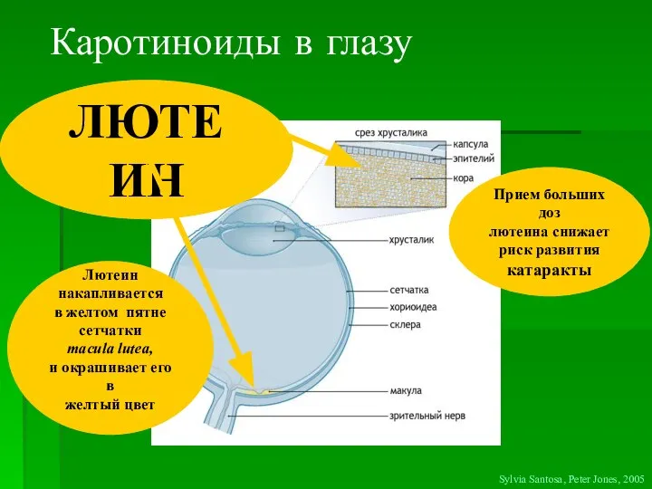 ЛЮТЕИН Sylvia Santosa, Peter Jones, 2005 Лютеин накапливается в желтом пятне