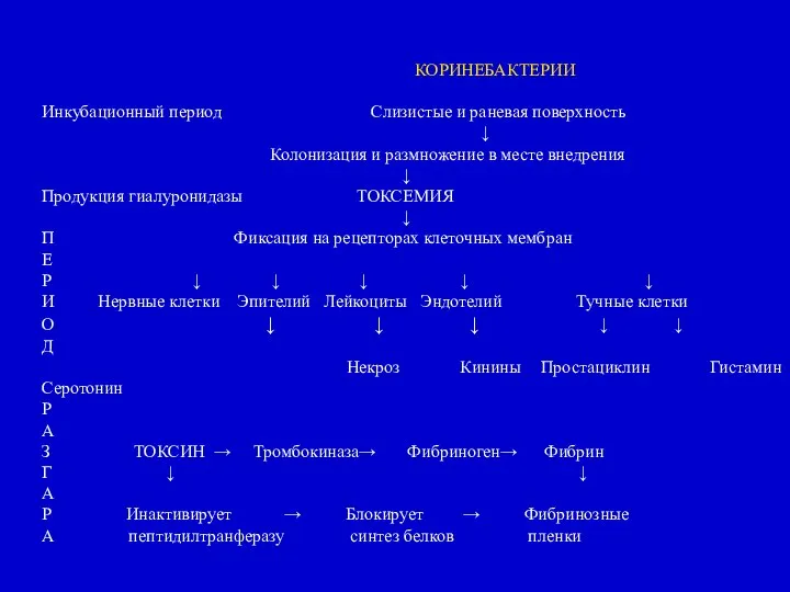 КОРИНЕБАКТЕРИИ Инкубационный период Слизистые и раневая поверхность ↓ Колонизация и размножение