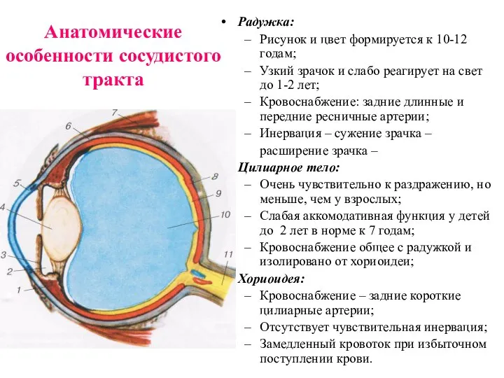 Радужка: Рисунок и цвет формируется к 10-12 годам; Узкий зрачок и