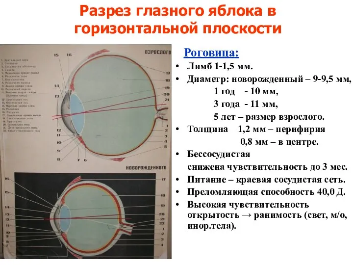 Роговица: Лимб 1-1,5 мм. Диаметр: новорожденный – 9-9,5 мм, 1 год