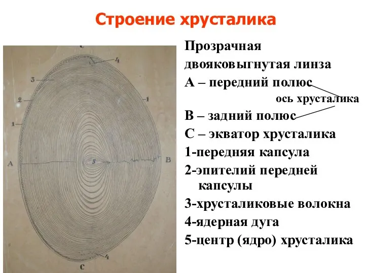 Строение хрусталика Прозрачная двояковыгнутая линза А – передний полюс ось хрусталика