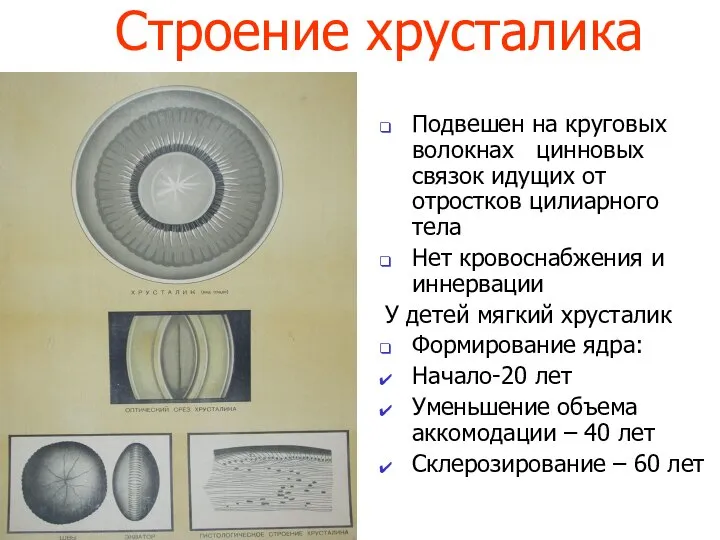 Строение хрусталика Подвешен на круговых волокнах цинновых связок идущих от отростков