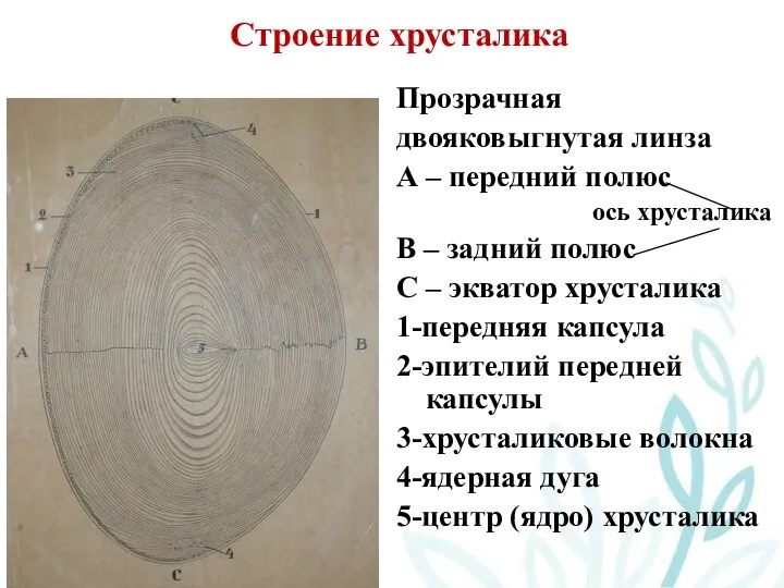 Строение хрусталика Прозрачная двояковыгнутая линза А – передний полюс ось хрусталика