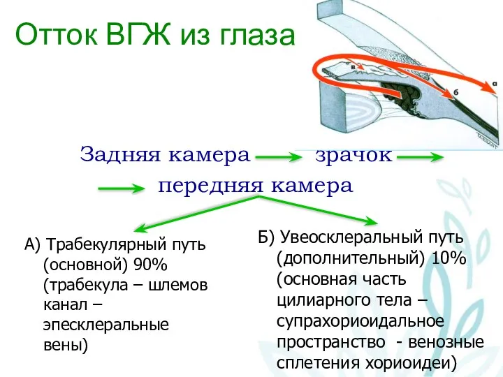 Отток ВГЖ из глаза Задняя камера зрачок передняя камера Б) Увеосклеральный