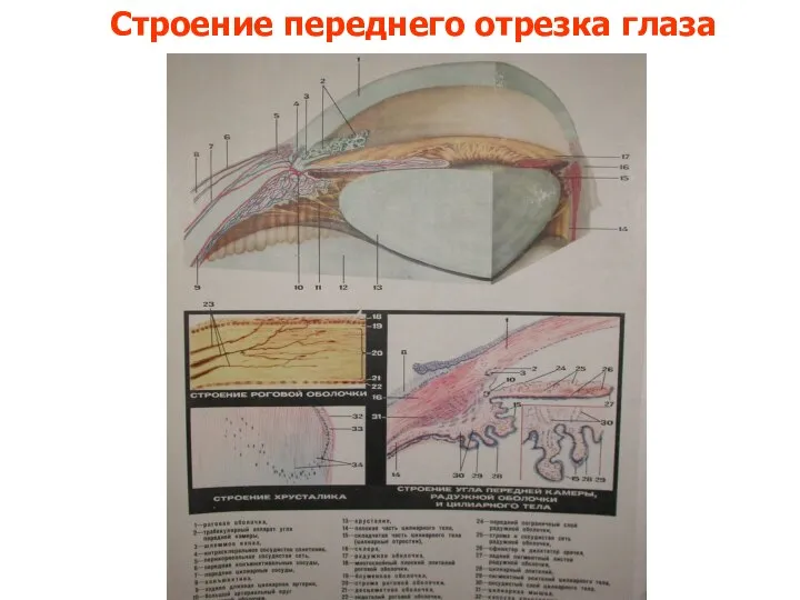 Строение переднего отрезка глаза