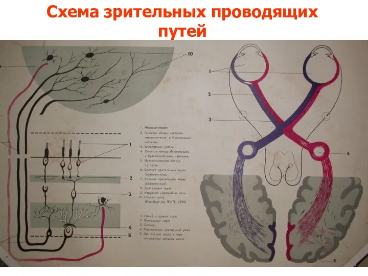 Схема зрительных проводящих путей