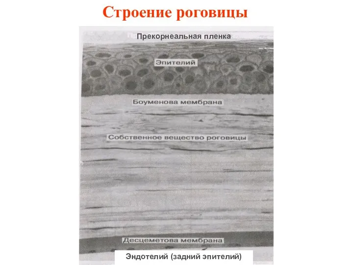 Прекорнеальная пленка Рис. 10. Строение роговицы. Строение роговицы