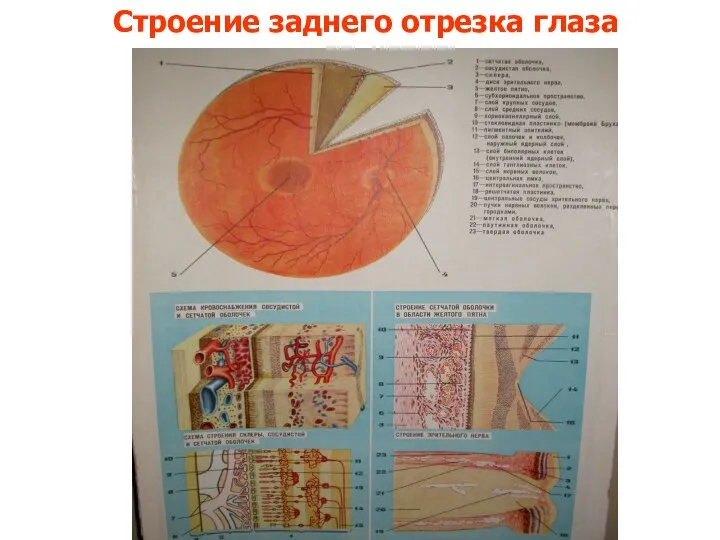 Строение заднего отрезка глаза