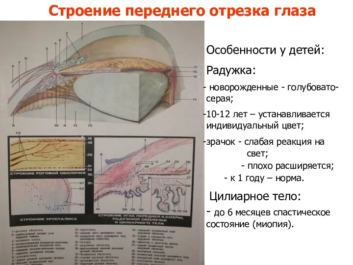 Строение переднего отрезка глаза Особенности у детей: Радужка: новорожденные - голубовато-серая;