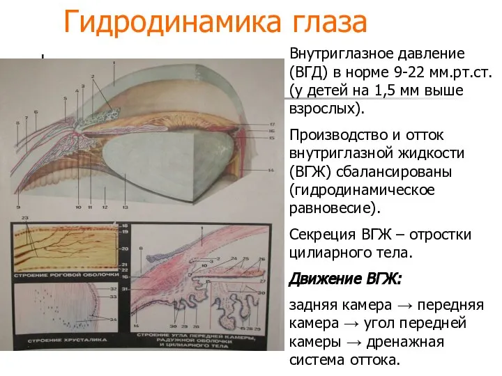 Гидродинамика глаза Внутриглазное давление (ВГД) в норме 9-22 мм.рт.ст. (у детей