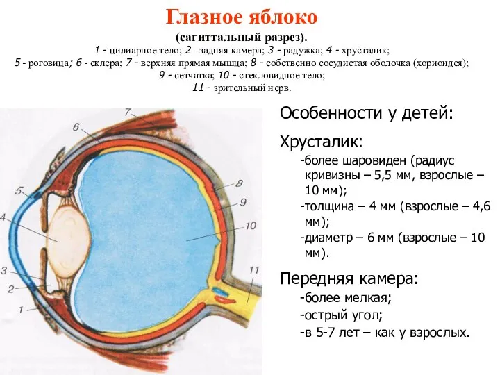 Глазное яблоко (сагиттальный разрез). 1 - цилиарное тело; 2 - задняя