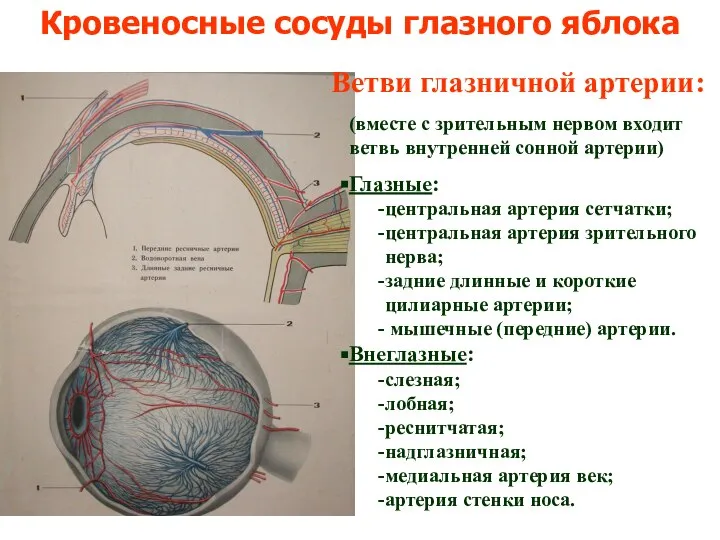 Кровеносные сосуды глазного яблока (вместе с зрительным нервом входит ветвь внутренней