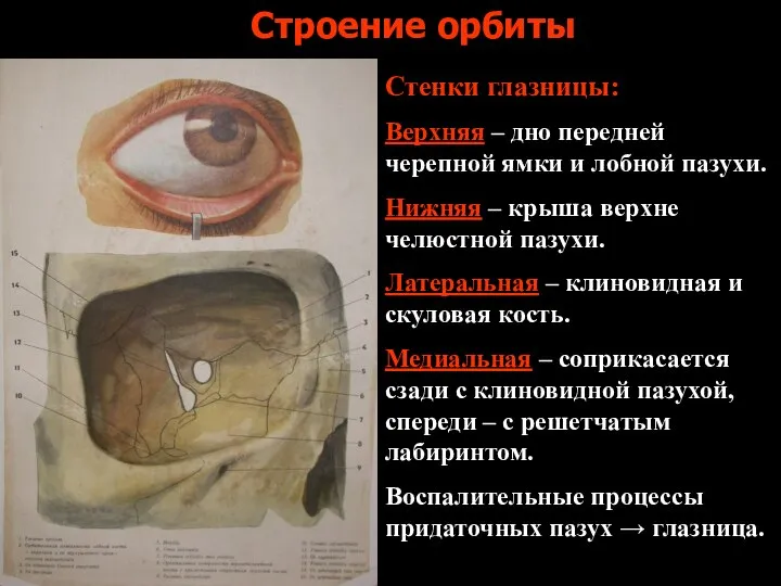 Строение орбиты Стенки глазницы: Верхняя – дно передней черепной ямки и