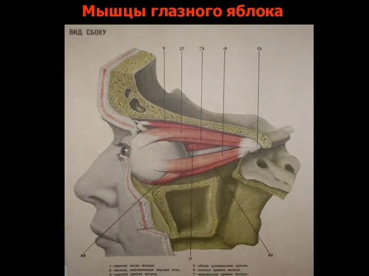 Мышцы глазного яблока