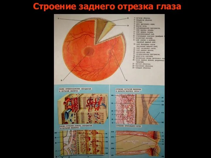 Строение заднего отрезка глаза