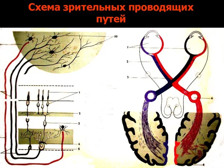 Схема зрительных проводящих путей