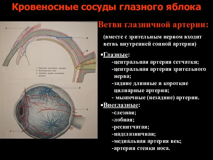 Кровеносные сосуды глазного яблока (вместе с зрительным нервом входит ветвь внутренней