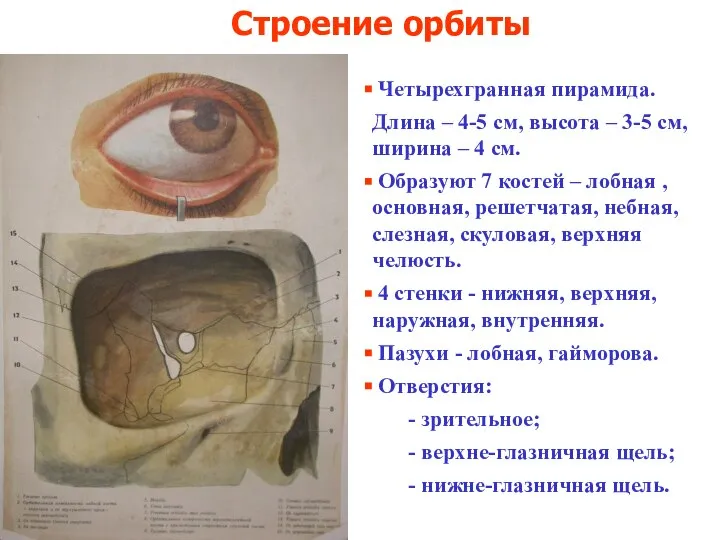 Строение орбиты Четырехгранная пирамида. Длина – 4-5 см, высота – 3-5