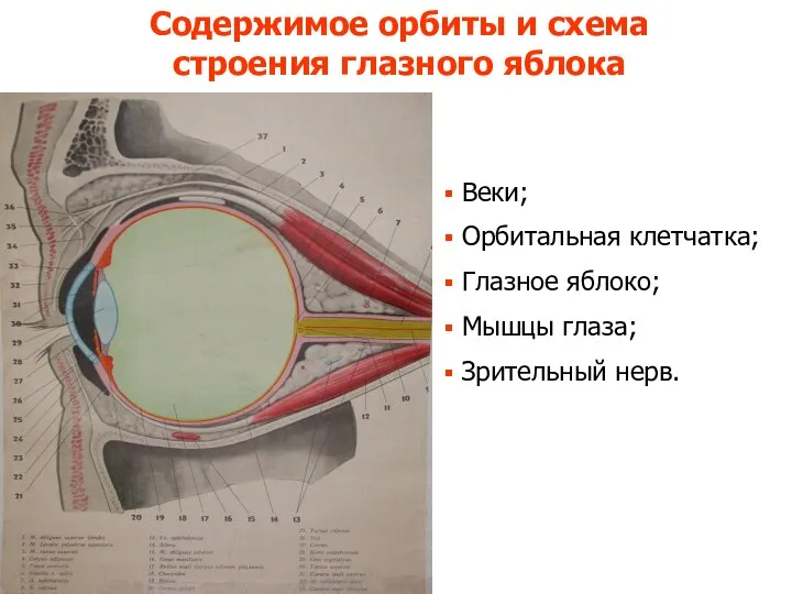 Содержимое орбиты и схема строения глазного яблока Веки; Орбитальная клетчатка; Глазное яблоко; Мышцы глаза; Зрительный нерв.