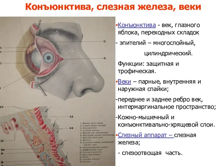 Конъюнктива, слезная железа, веки Конъюнктива - век, глазного яблока, переходных складок