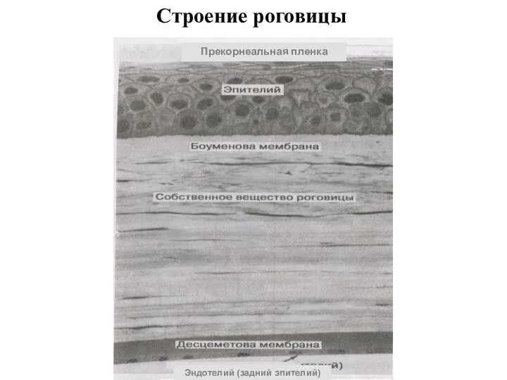 Прекорнеальная пленка Рис. 10. Строение роговицы. Эндотелий (задний эпителий) Прекорнеальная пленка Строение роговицы