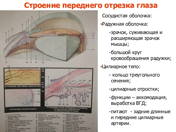 Строение переднего отрезка глаза Сосудистая оболочка: Радужная оболочка: зрачок, суживающая и