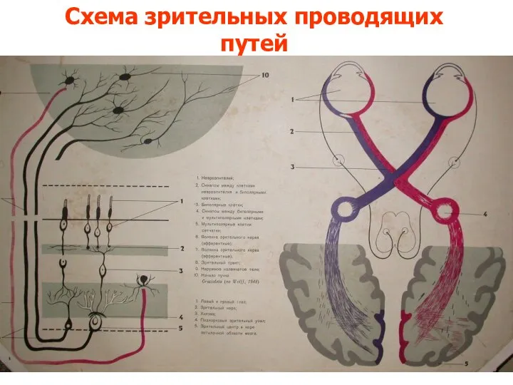 Схема зрительных проводящих путей