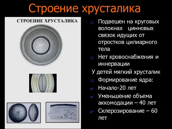 Строение хрусталика Подвешен на круговых волокнах цинновых связок идущих от отростков