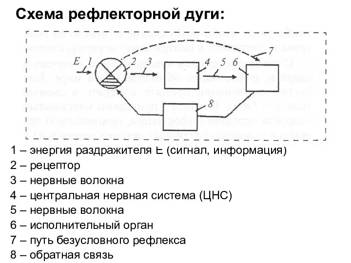 Схема рефлекторной дуги: 1 – энергия раздражителя Е (сигнал, информация) 2